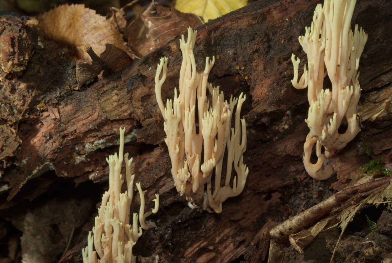 Ramaria Flava