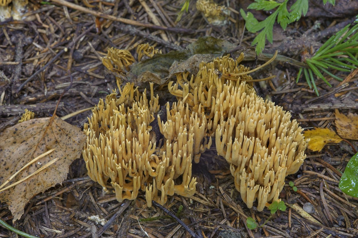 Калоцера клейкая Calocera viscosa
