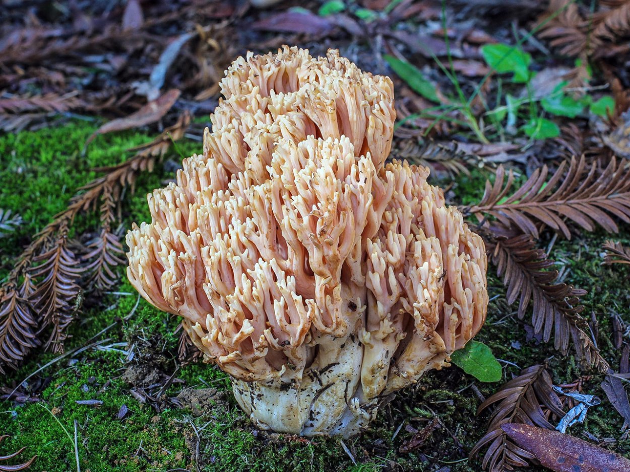 Рамария Формоза