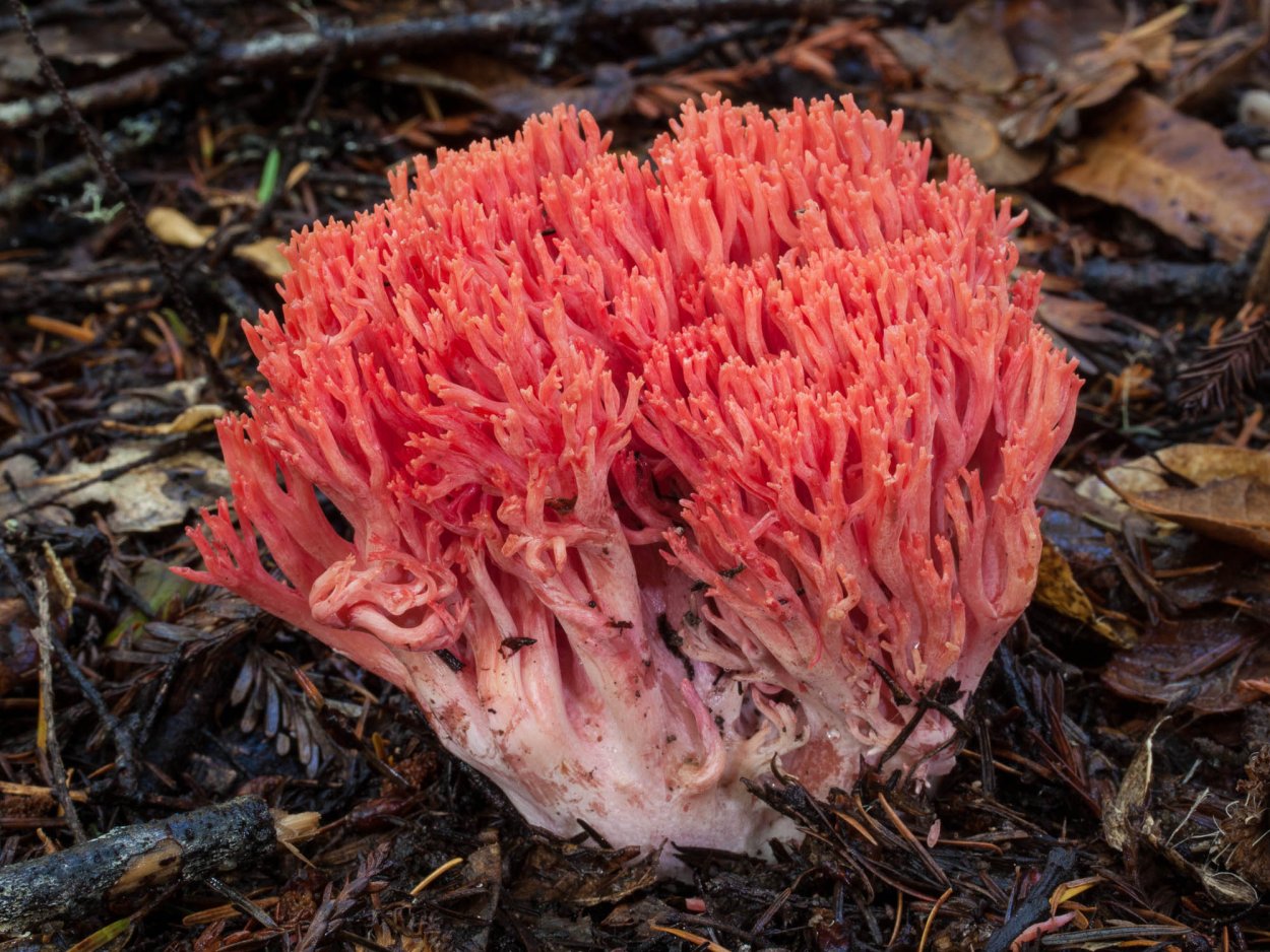 Рогатик гроздевой (Ramaria Botrytis)