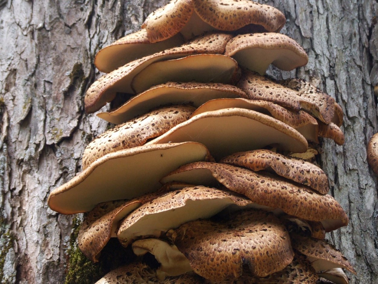 Съедобные грибы растущие на деревьях