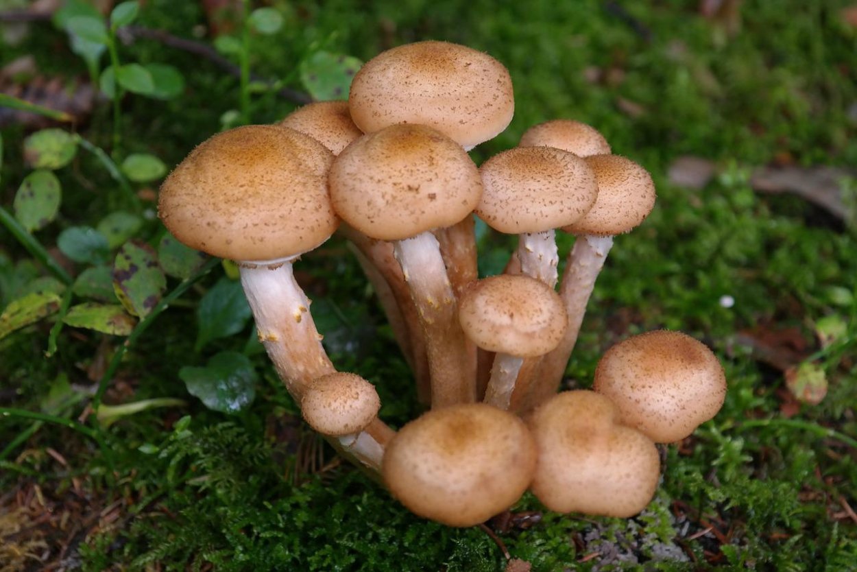 Armillaria mellea