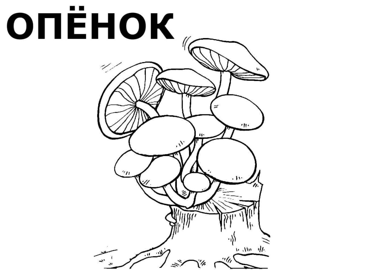 Определитель грибов опята