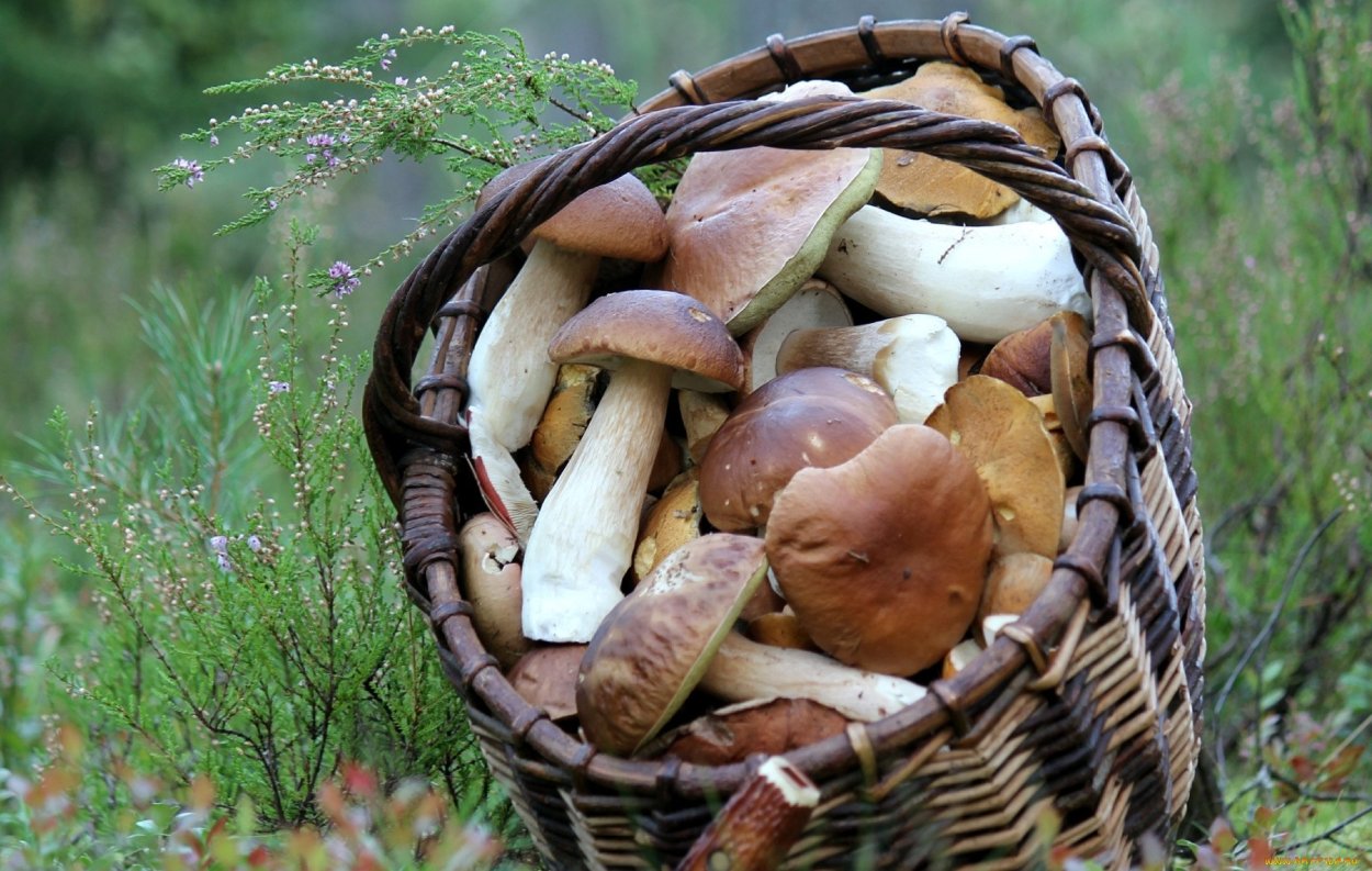 Корзинка с белыми грибами
