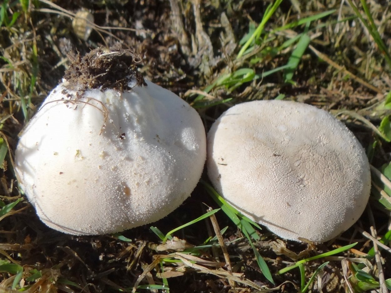 Дождевик шиповатый Lycoperdon perlatum
