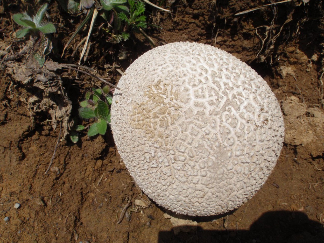 ГОЛОВАЧ круглый Calvatia caelata