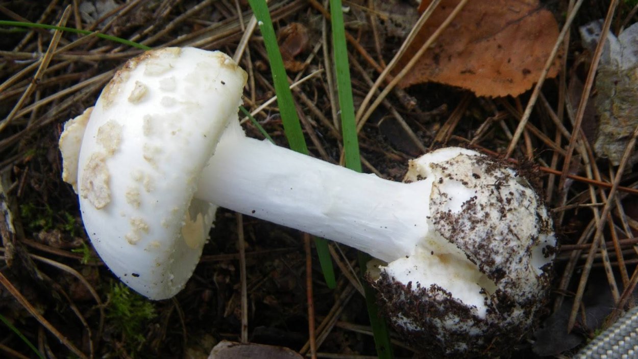 Поплавок белый Amanita Alba