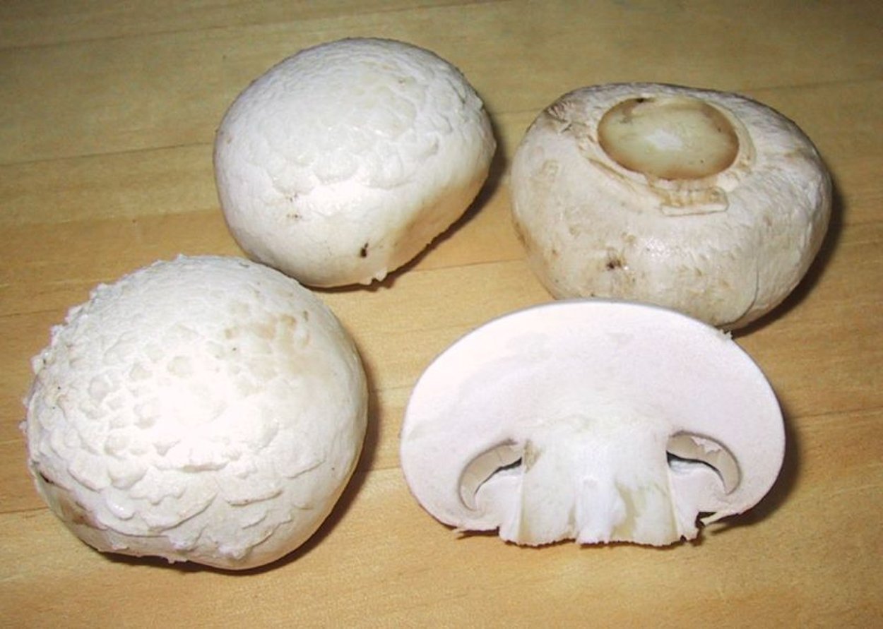 Шампиньон двуспоровый (Agaricus bisporus)