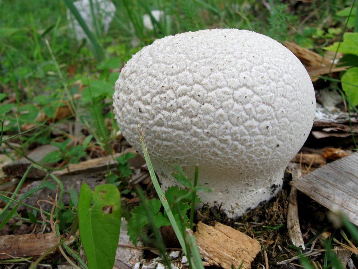 Calvatia utriformis (ГОЛОВАЧ мешковатый)