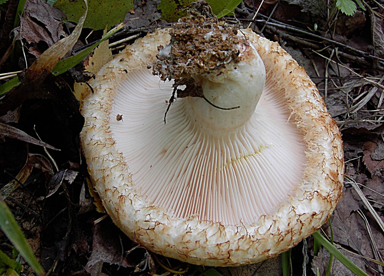 Груздь бахромистый Lactarius citriolens