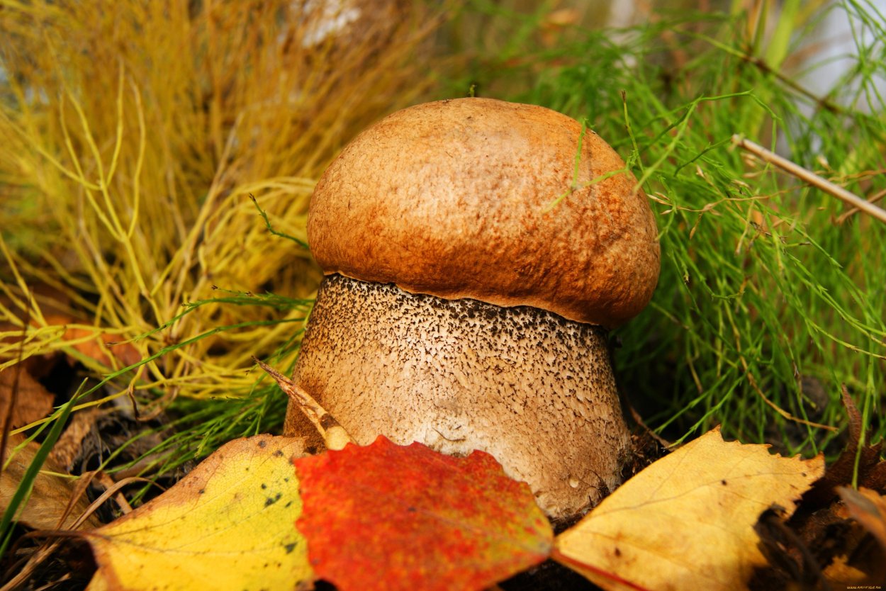 Грибы болотыши