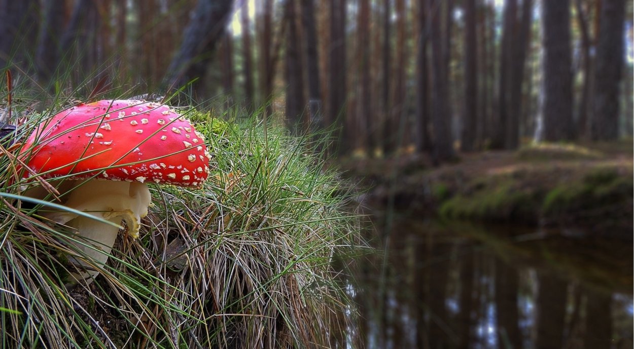 Мухомор Смита