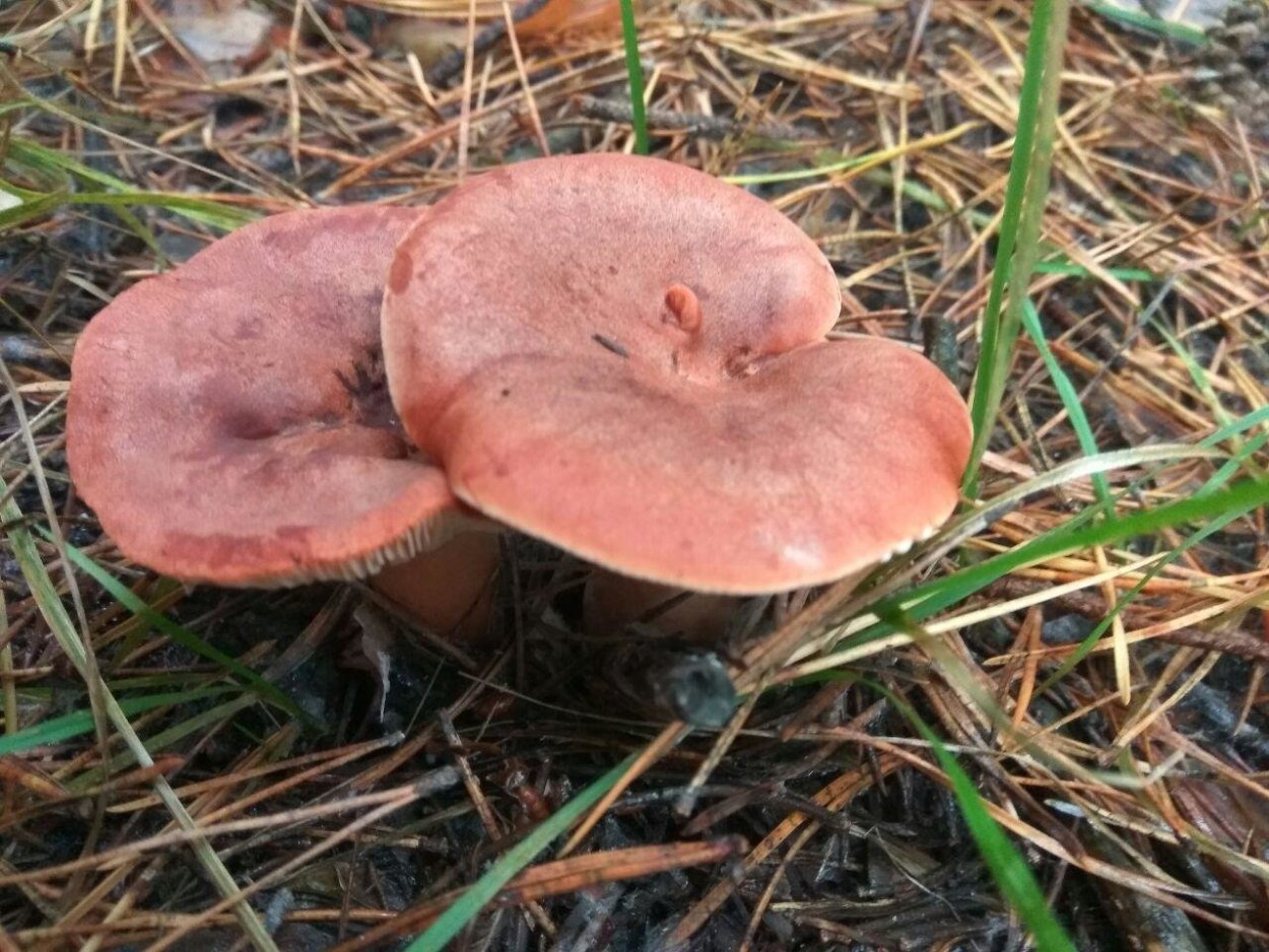 Горькушки серушки