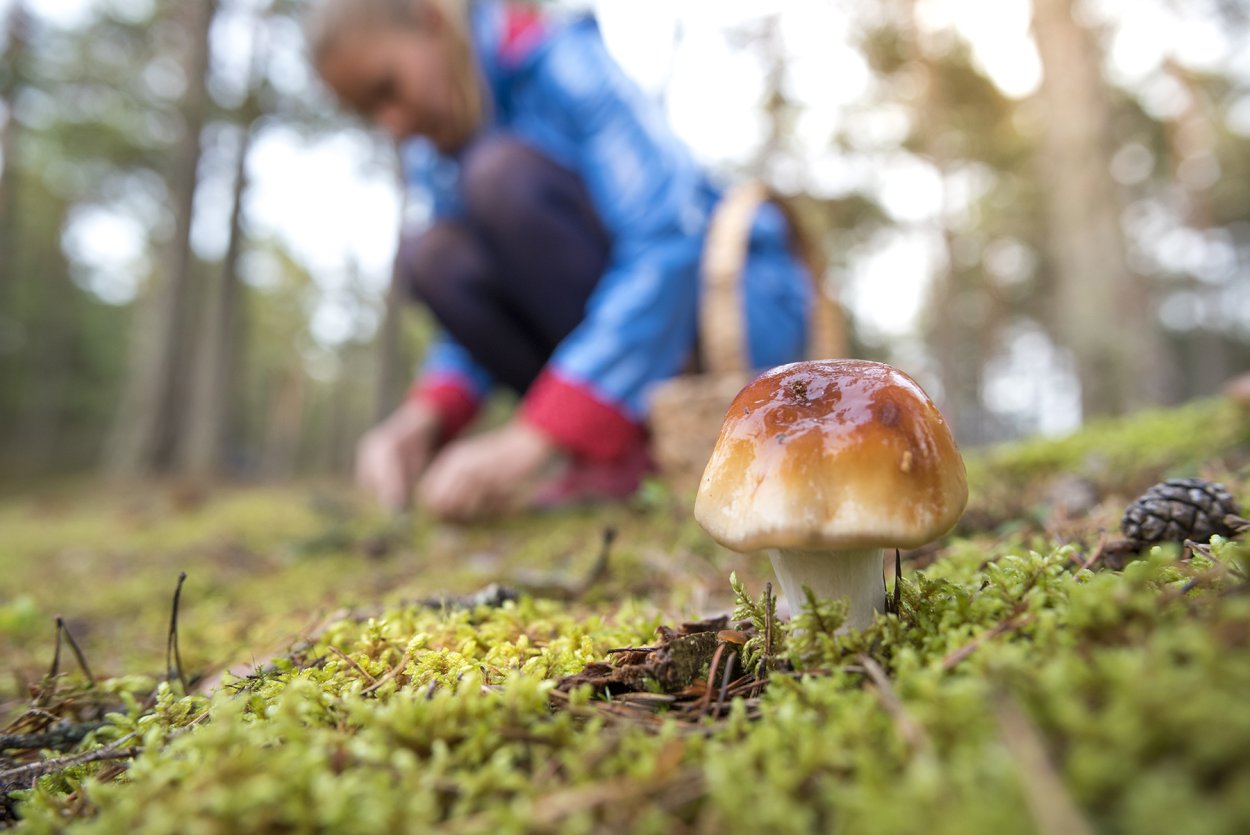 Gyromitra leucoxantha