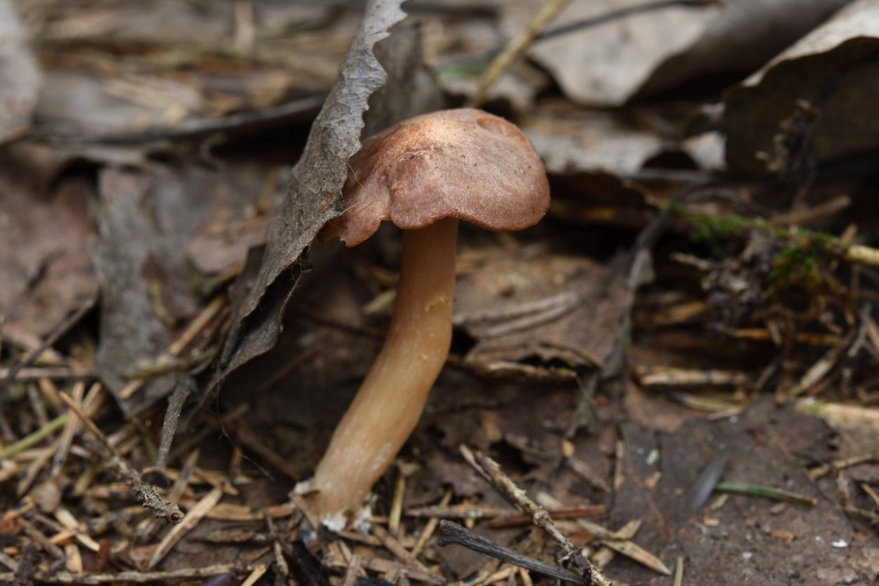 Lactarius cyathuliformis