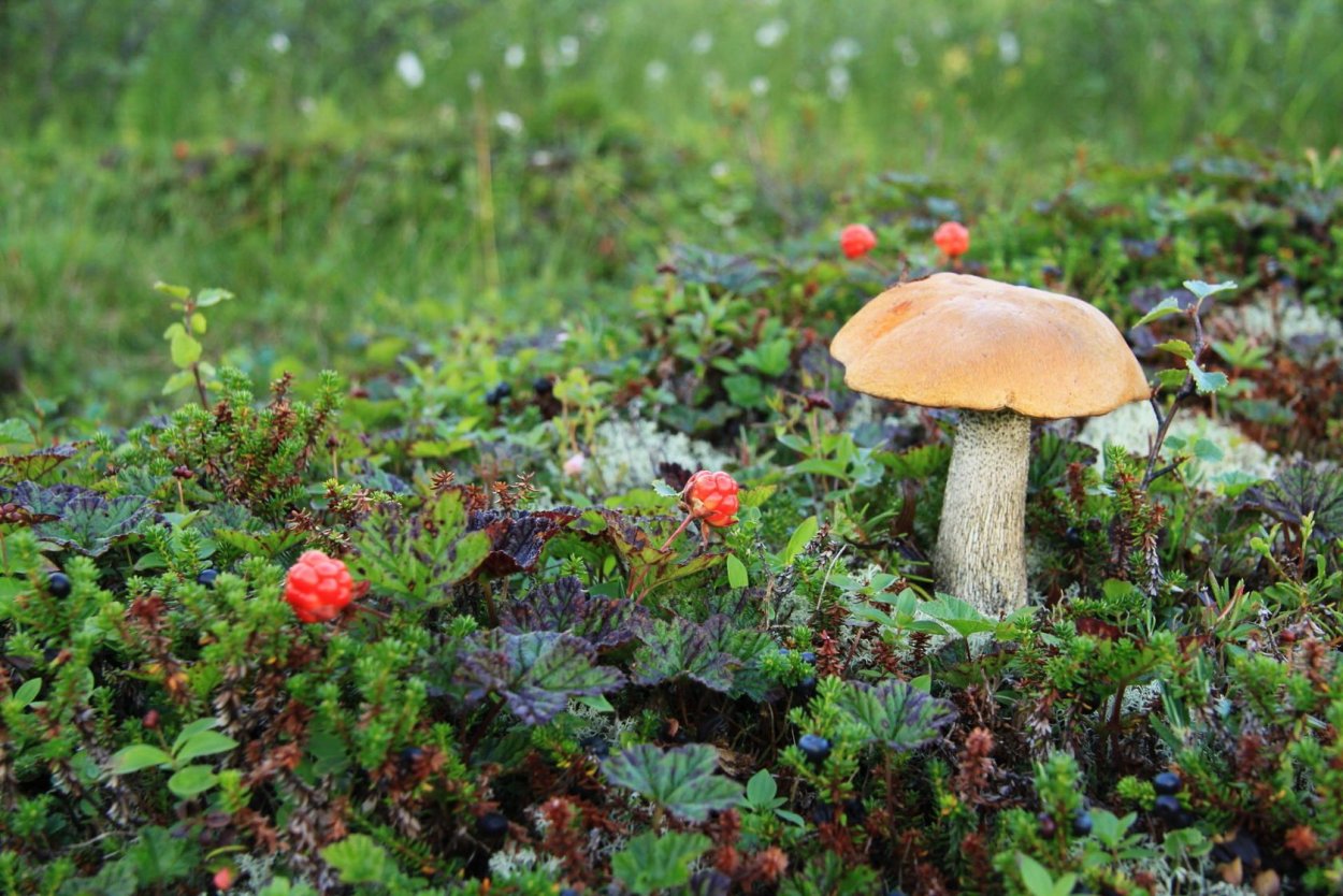 Зонтик пёстрый Macrolepiota procera