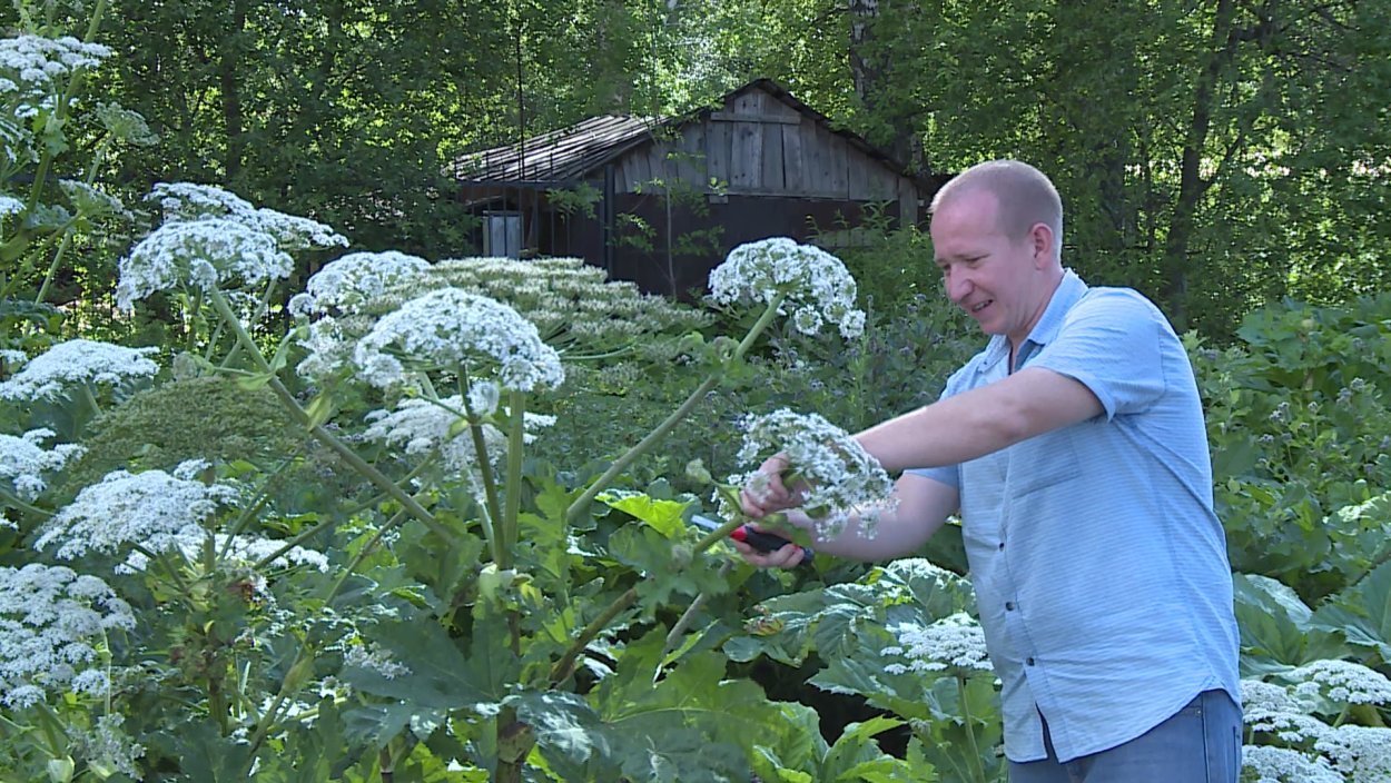 Борщевик ядовитое растение ожоги