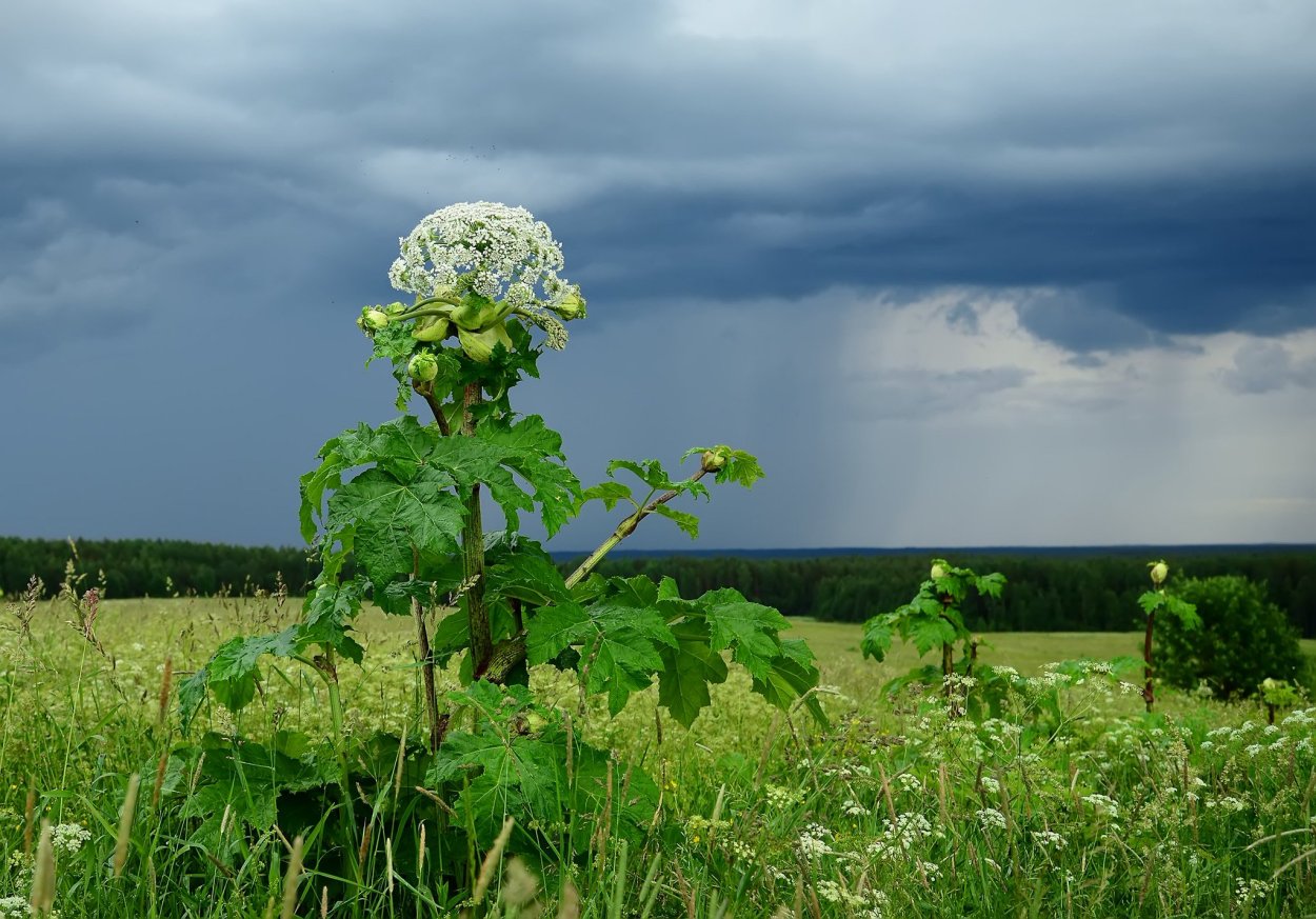 Борщевик Мантегацци Heracleum mantegazzianum