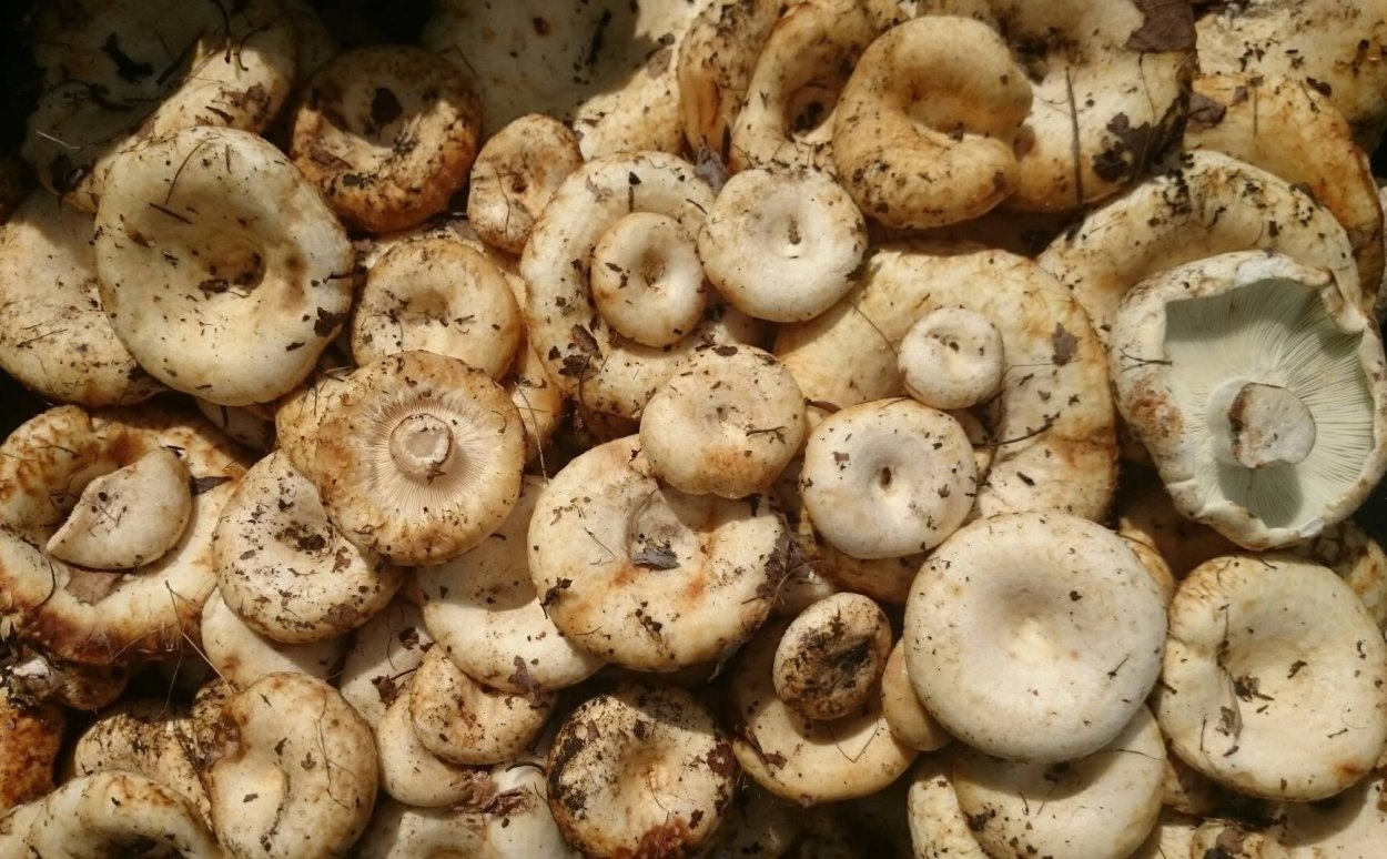 Груздь водянистозоновый (Lactarius aquizonatus)