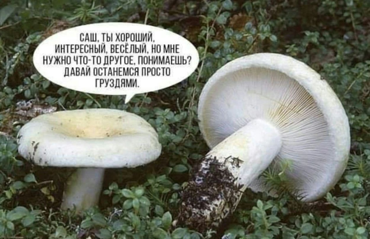 Груздь прикол
