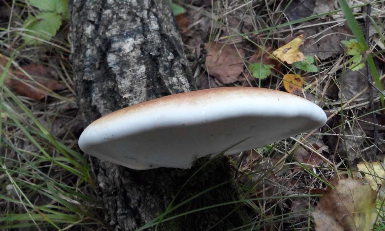 Трутовик березовый (Piptoporus betulinus)