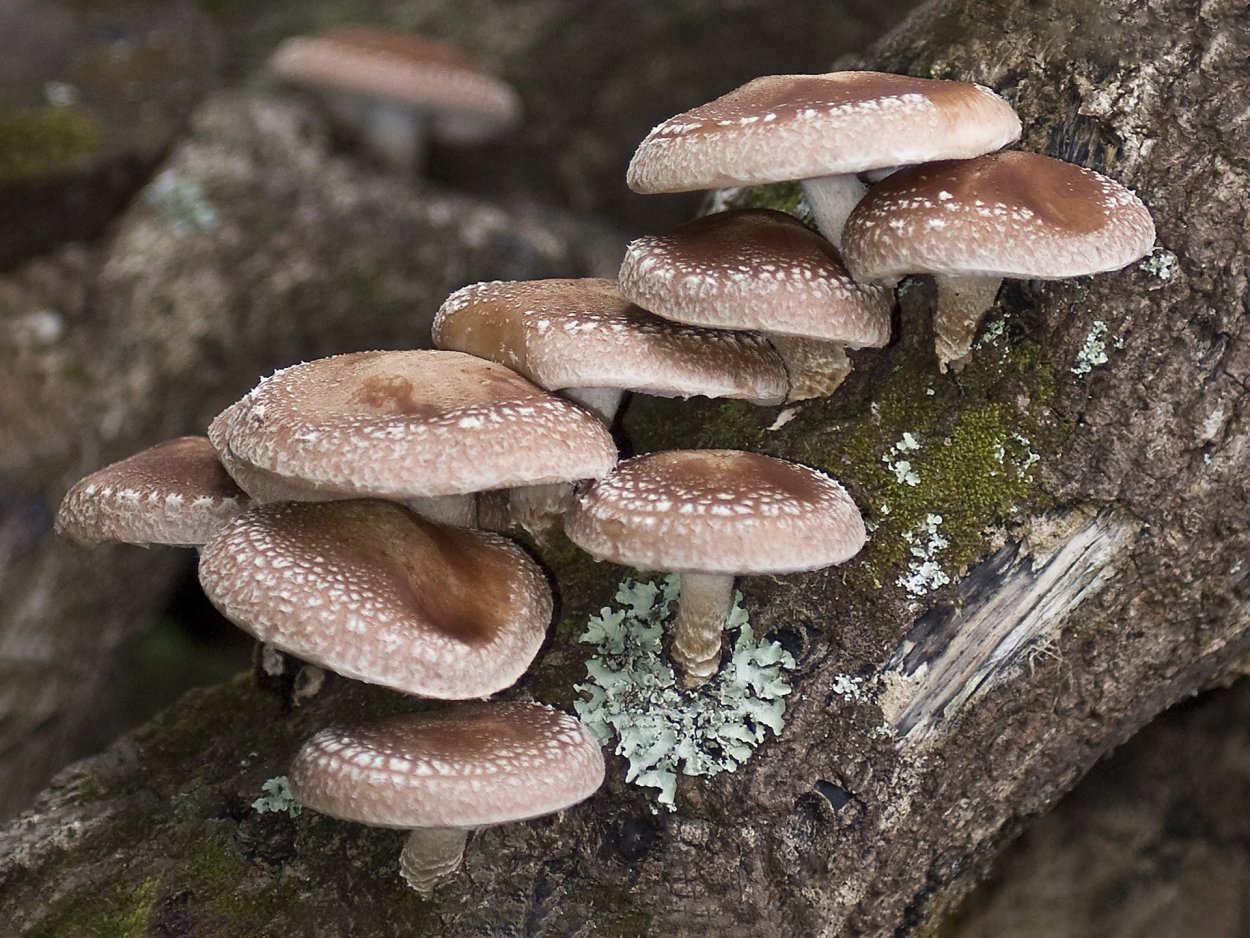 Шиитаке Shiitake (Lentinula edodes)