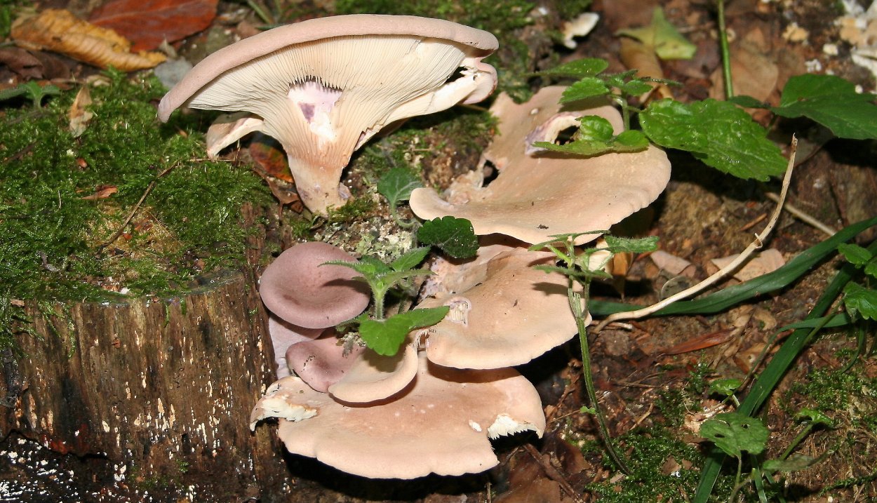Съедобные дереворазрушающие грибы