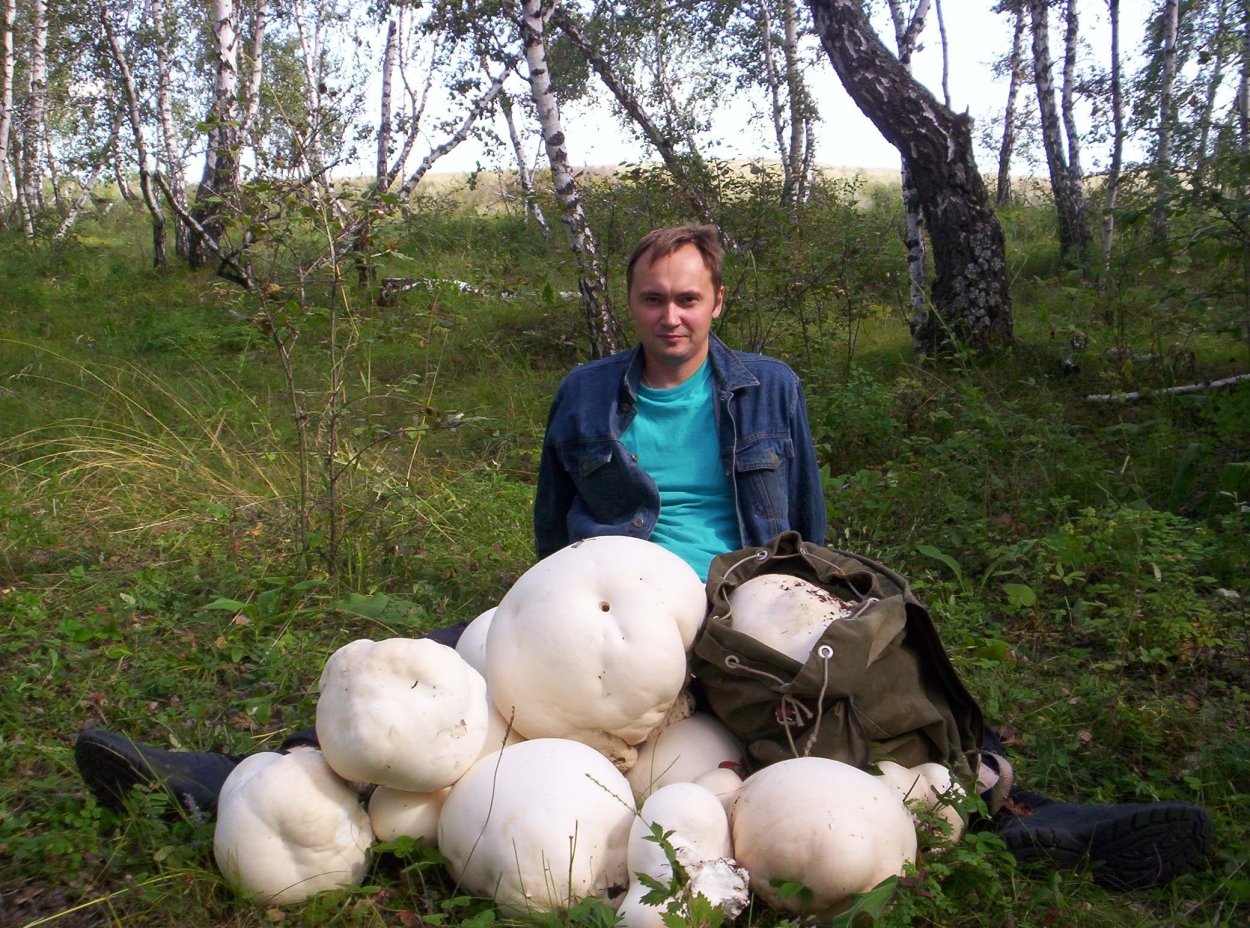 Самые большие грибы в мире дождевик