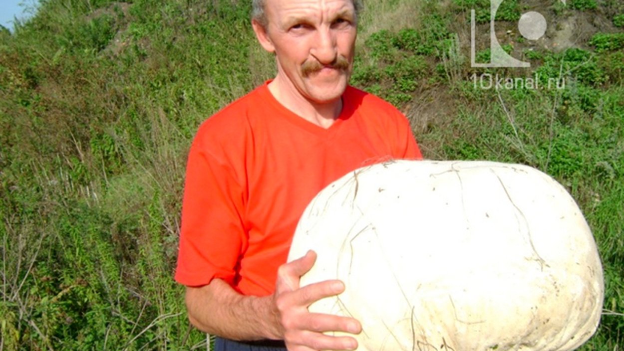 Лангерманния гигантская