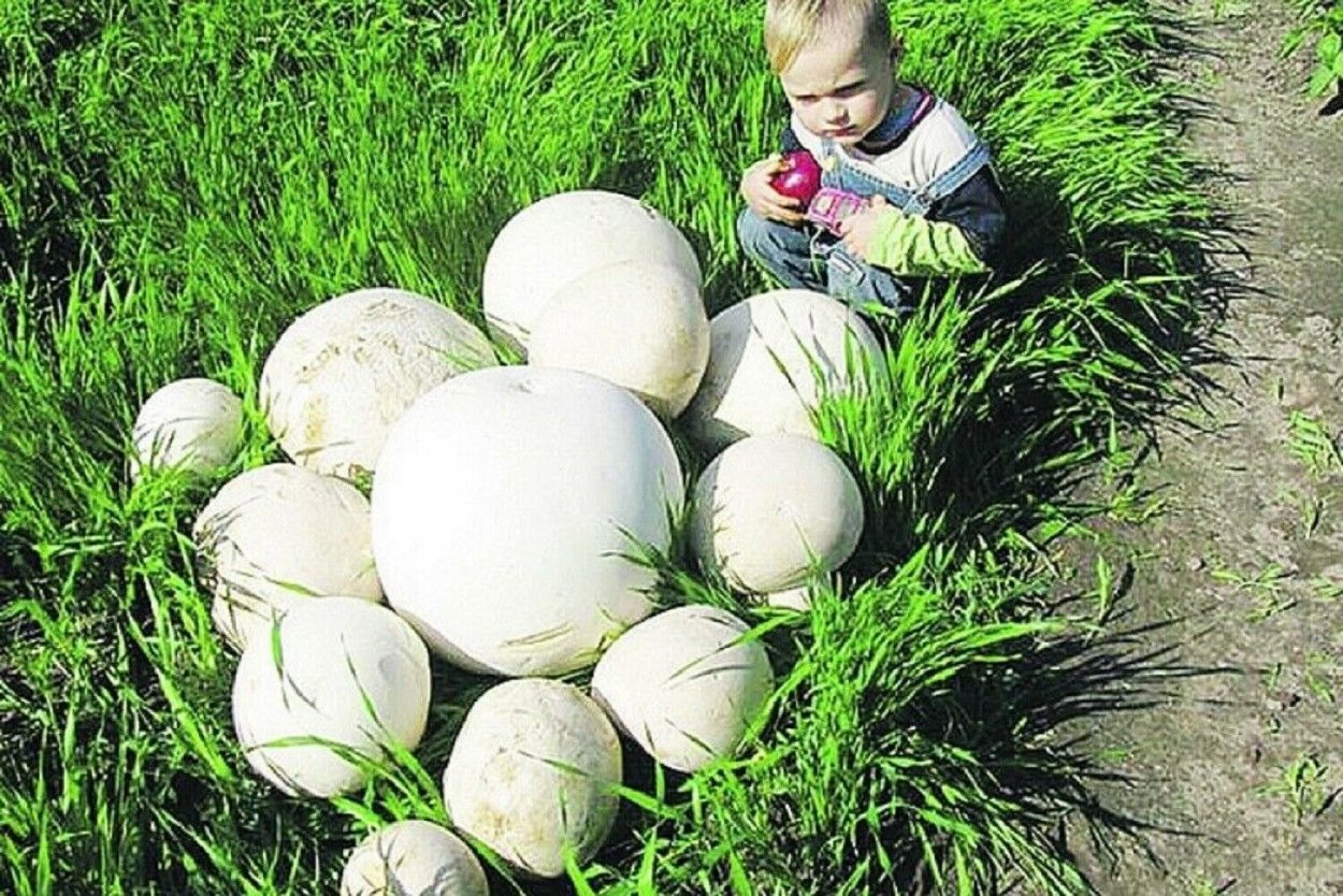 Гриб дождевик ГОЛОВАЧ