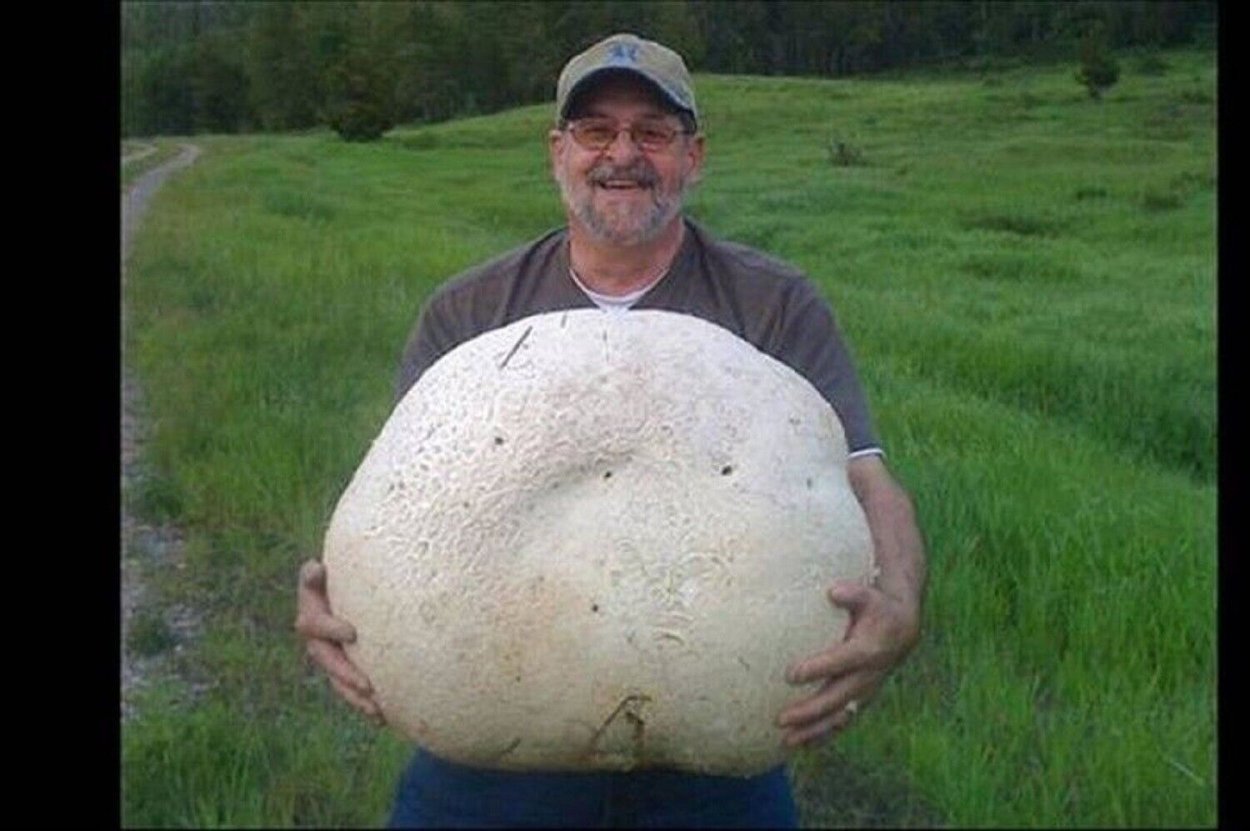 Самые большие шампиньоны