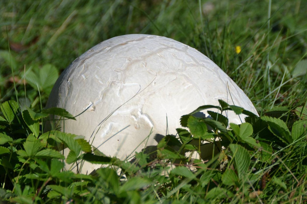 ГОЛОВАЧ мешковатый (Bovistella utriformis)
