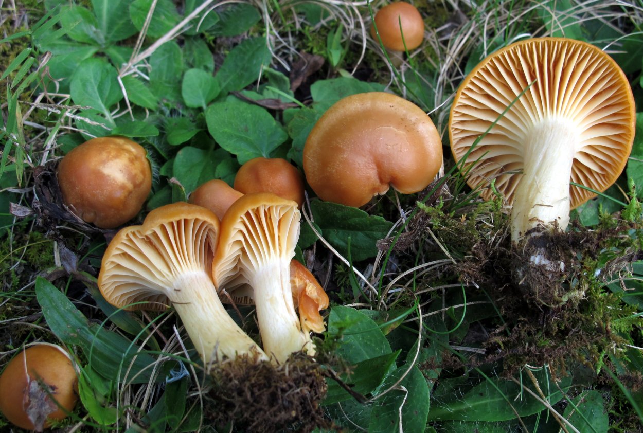 Hygrophorus nemoreus