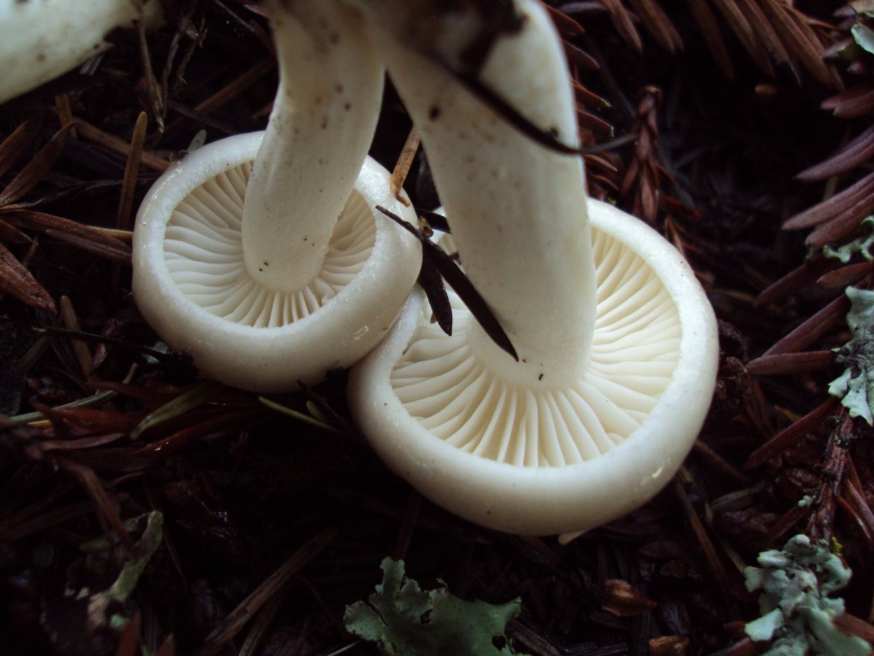 Hygrophorus latitabundus