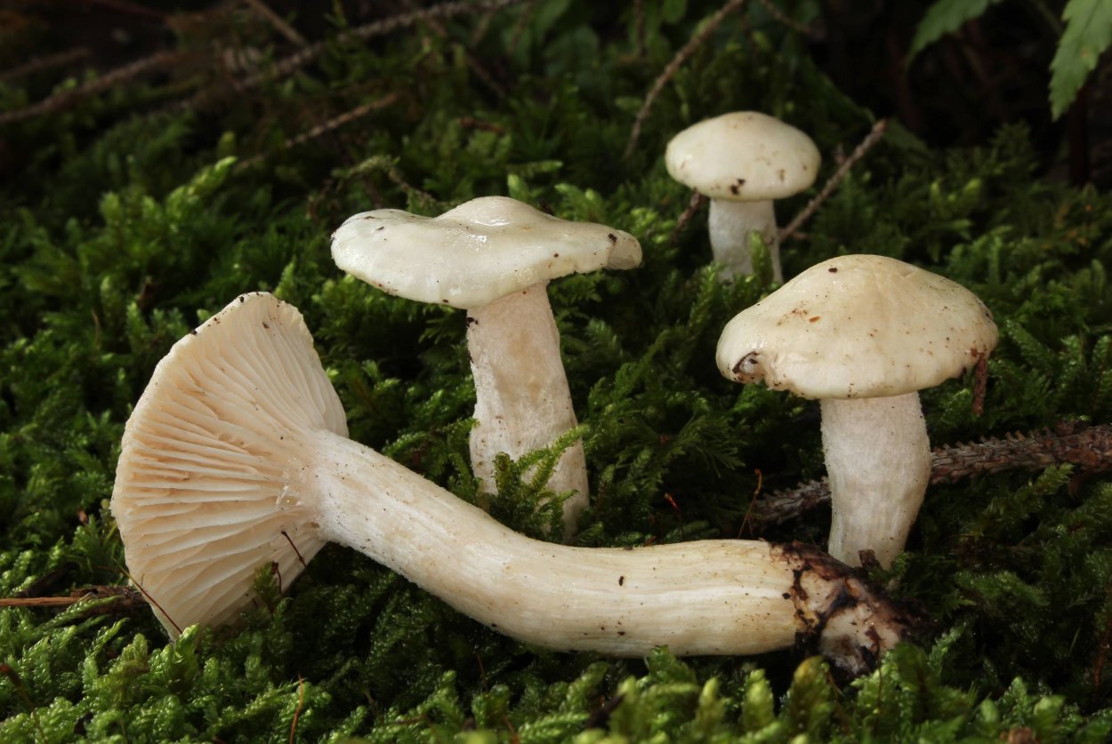 Hygrophorus agathosmus