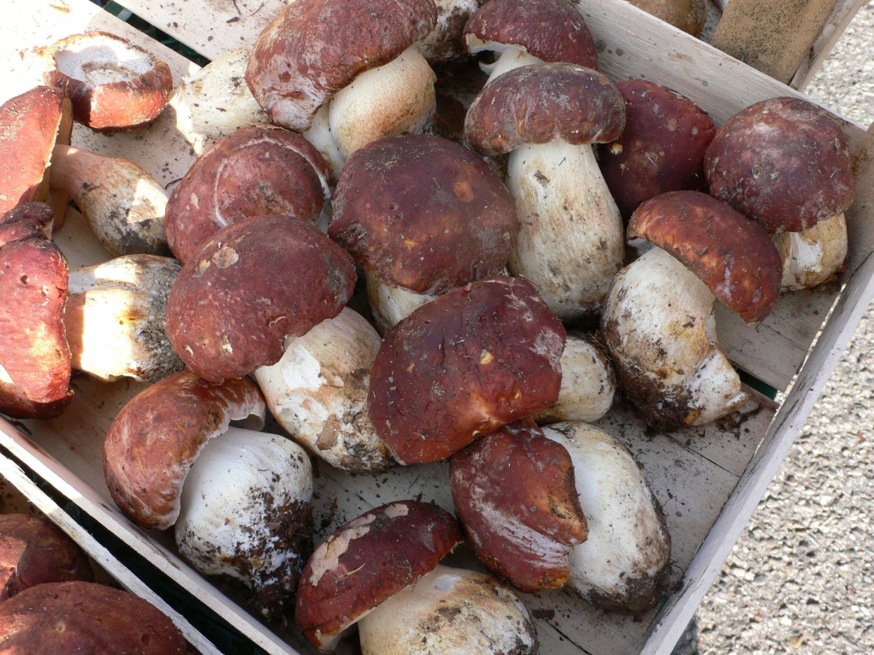 Порчини грибы