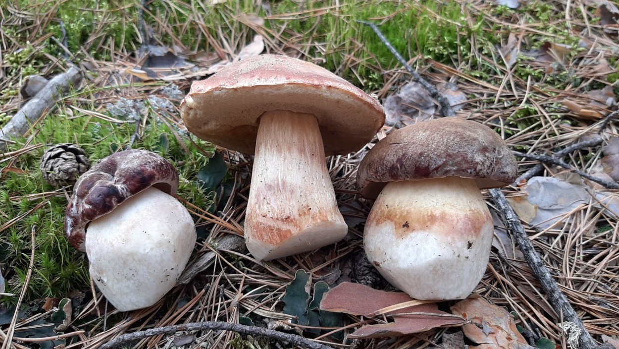 What are the best Magic Mushrooms