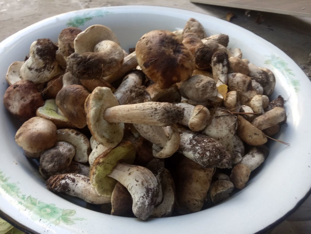Лисички в Рузском районе
