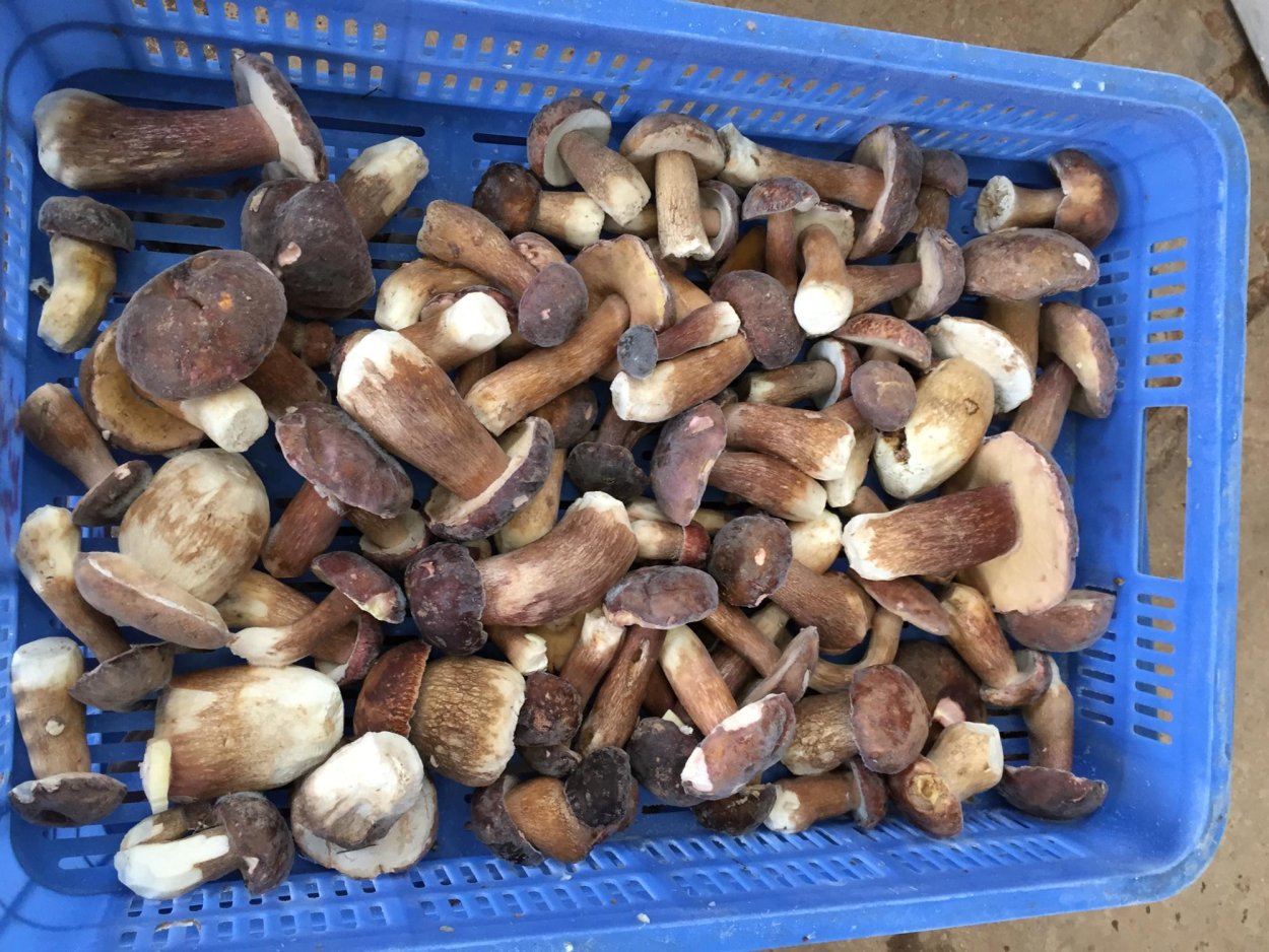 Mushrooms названия английский