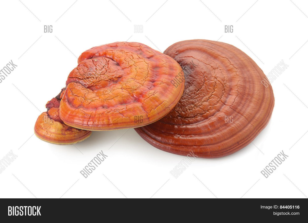 Royal Mushroom Ganoderma