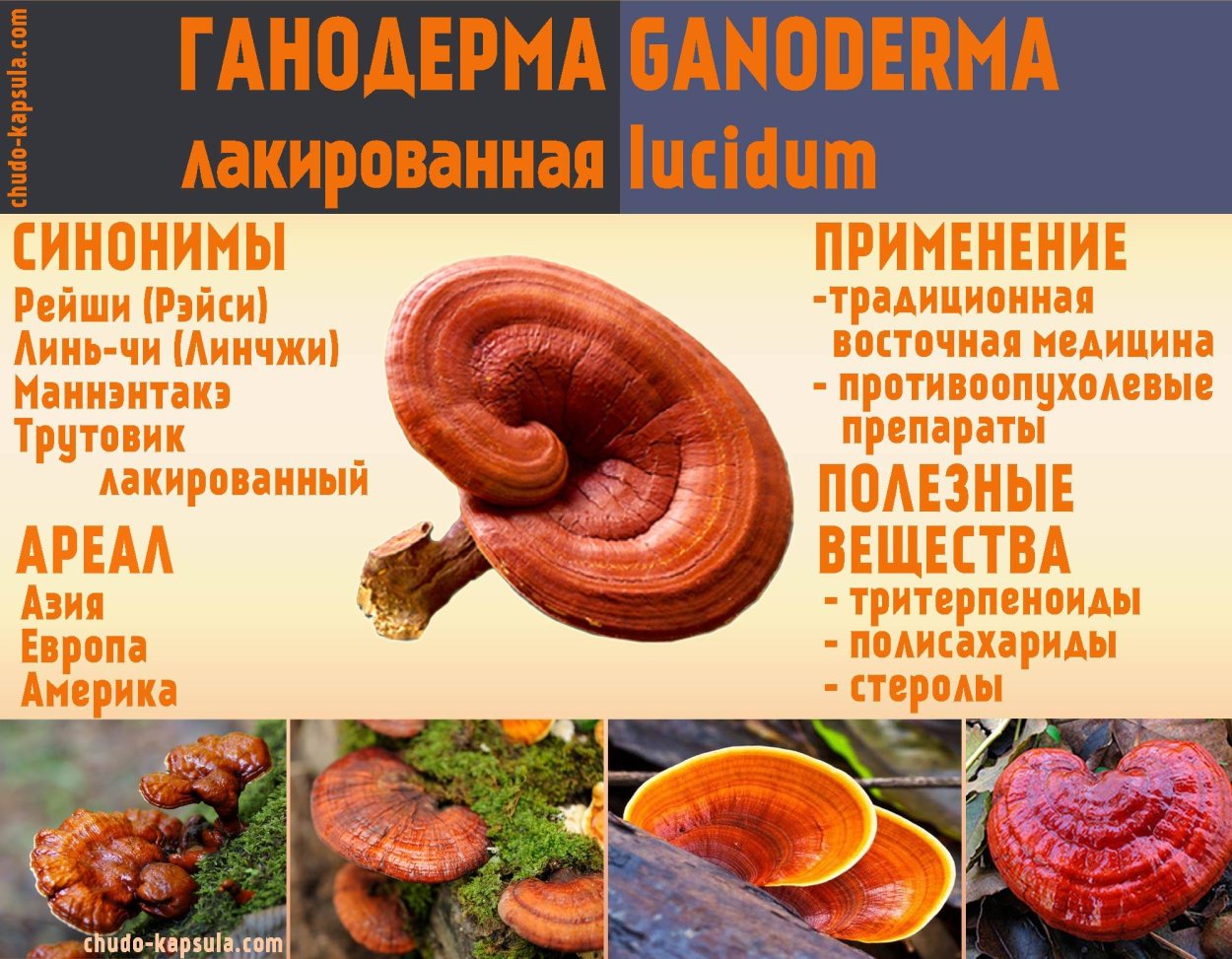 Рейши ЛР PNG