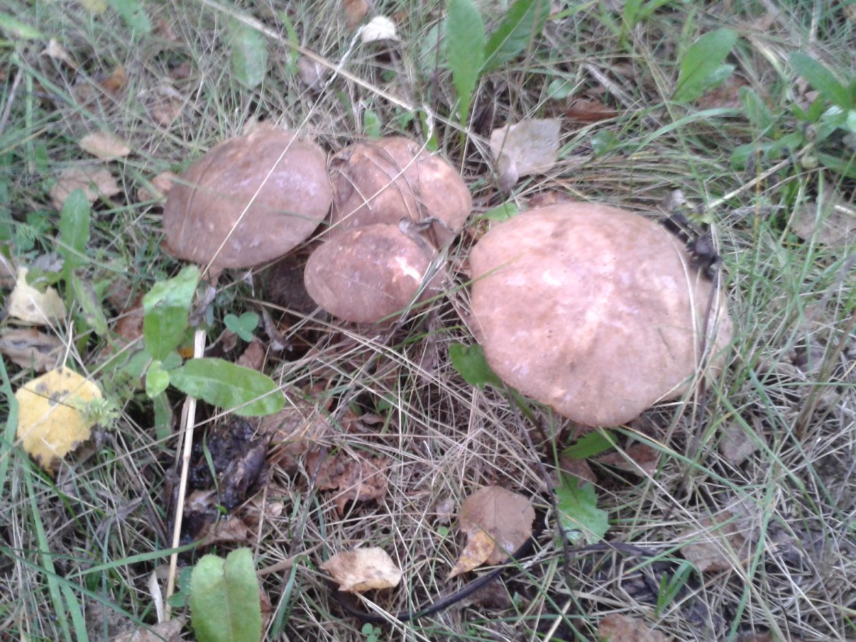 Грибы ХМАО Югры