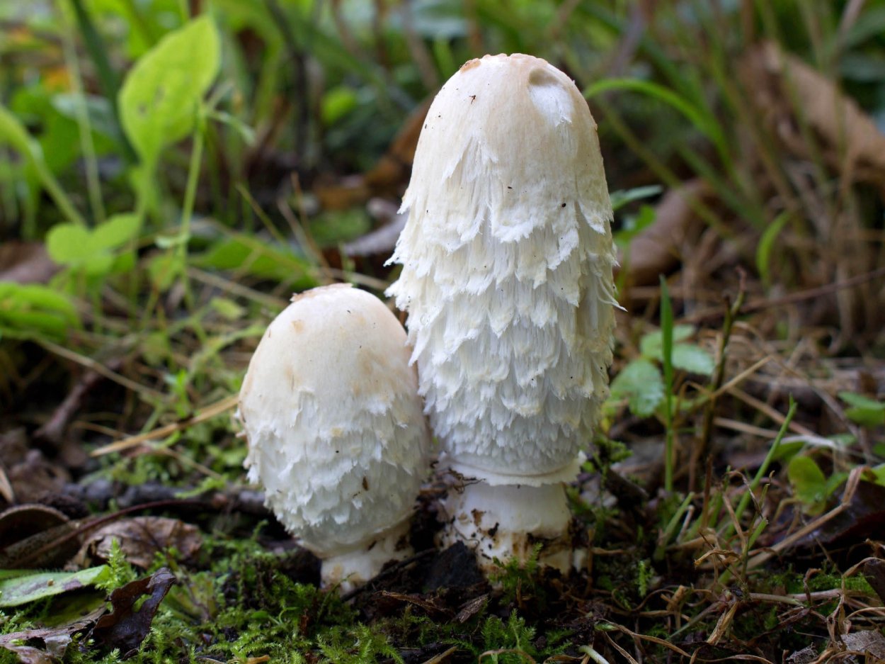 Ink cap Mushroom