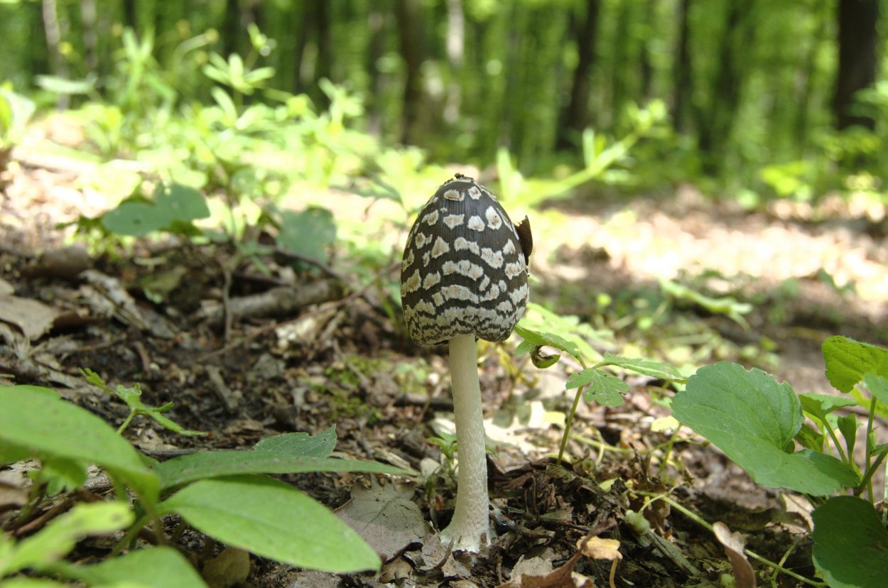 Навозник Coprinopsis