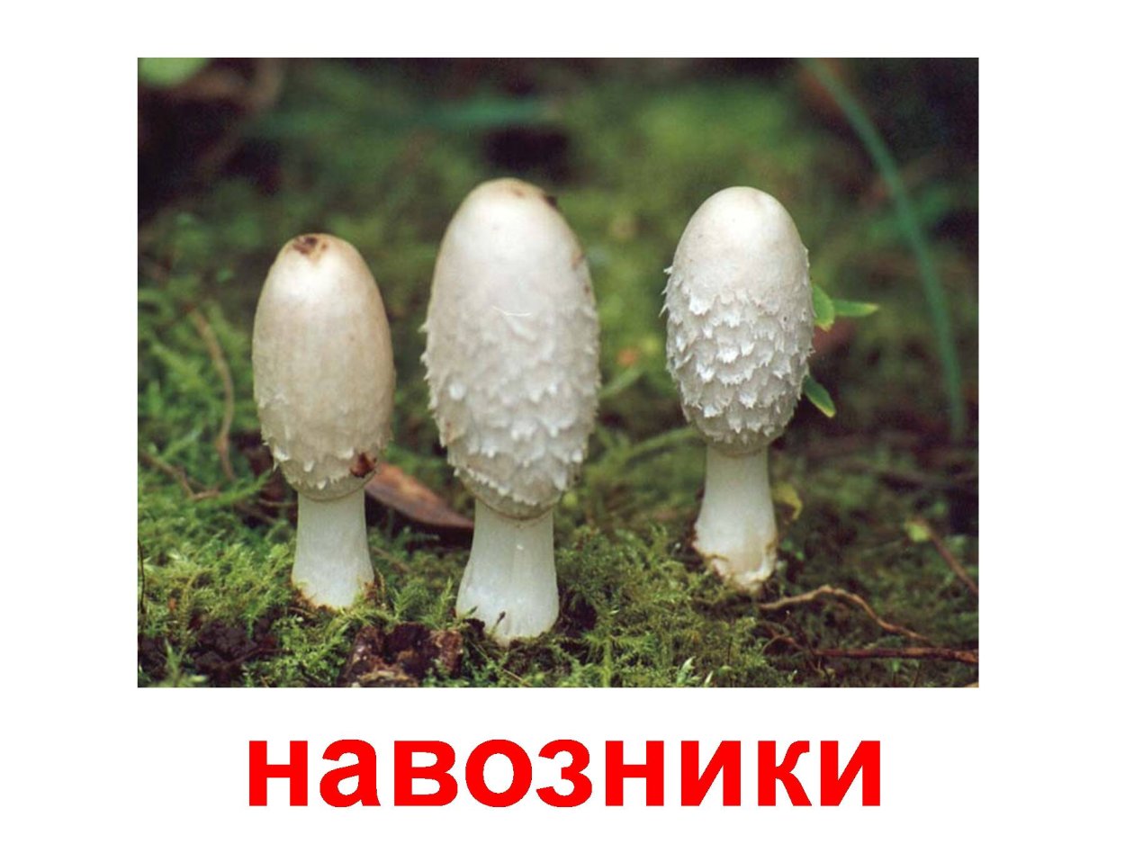 Гриб навозник белый съедобный