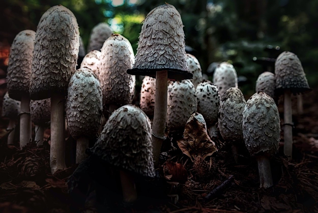 Навозник белый Coprinus comatus