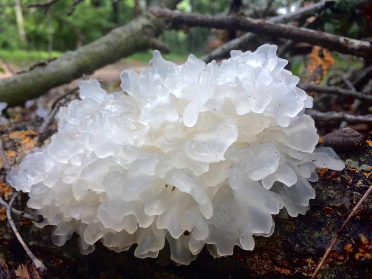 Tremella fuciformis