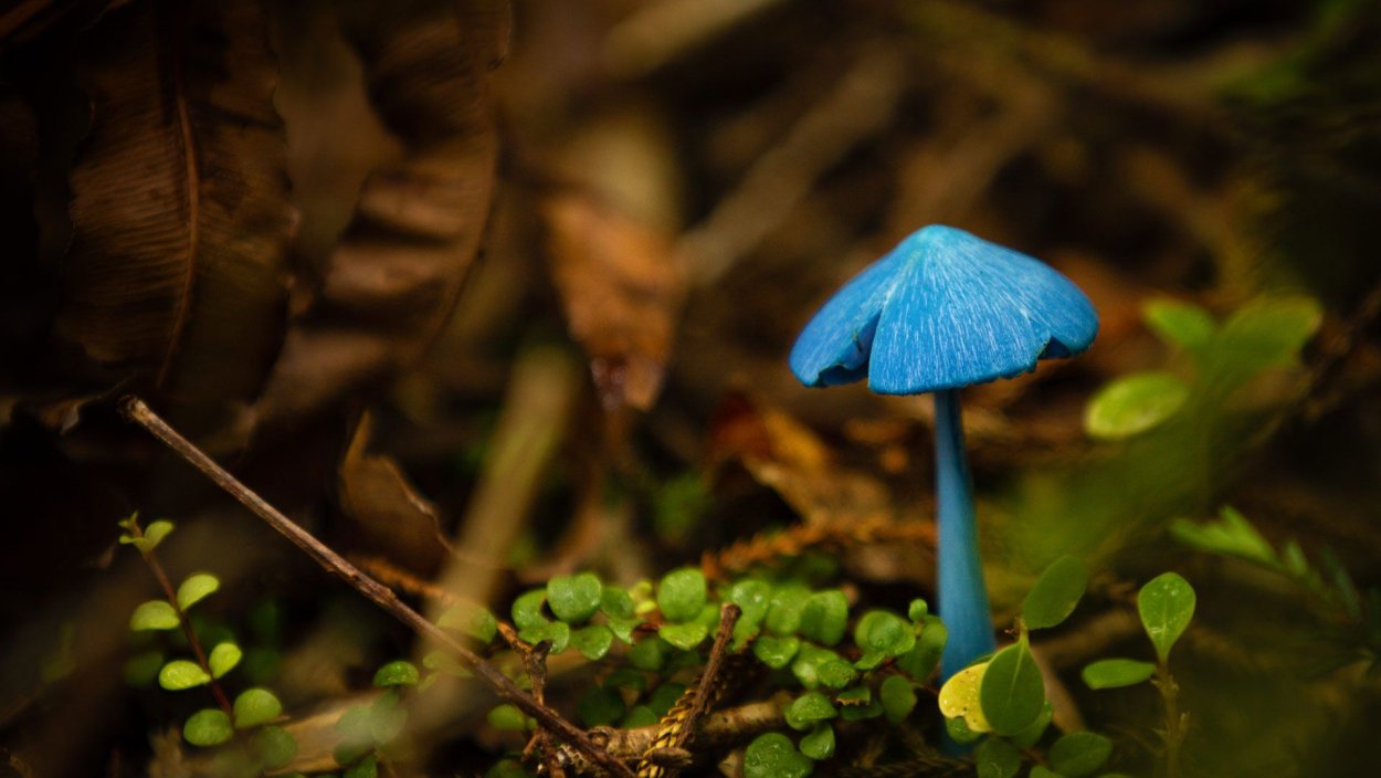 Синяя Энтолома Entoloma hochstetteri