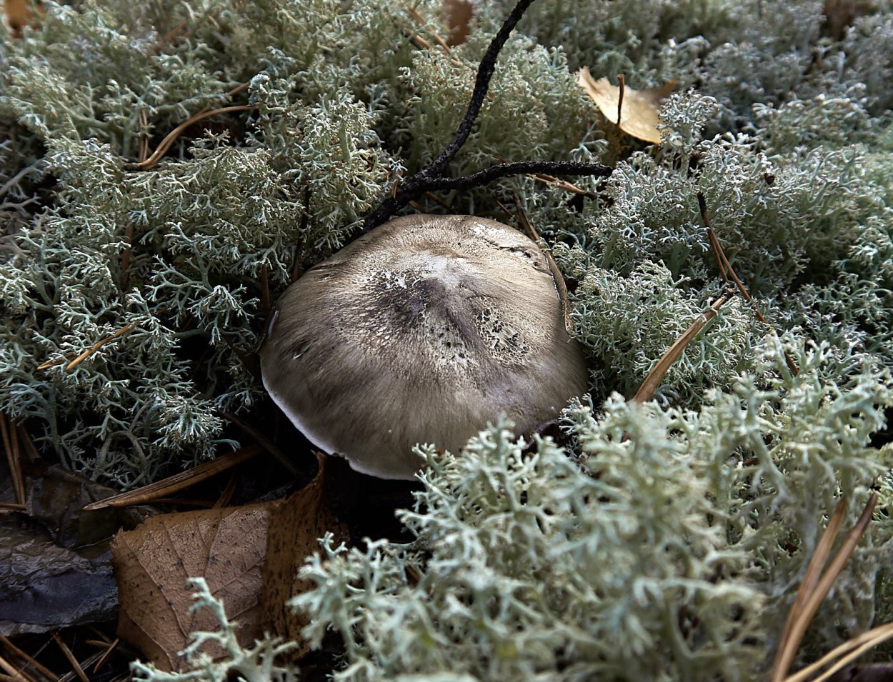 Рядовка серая Tricholoma portentosum.