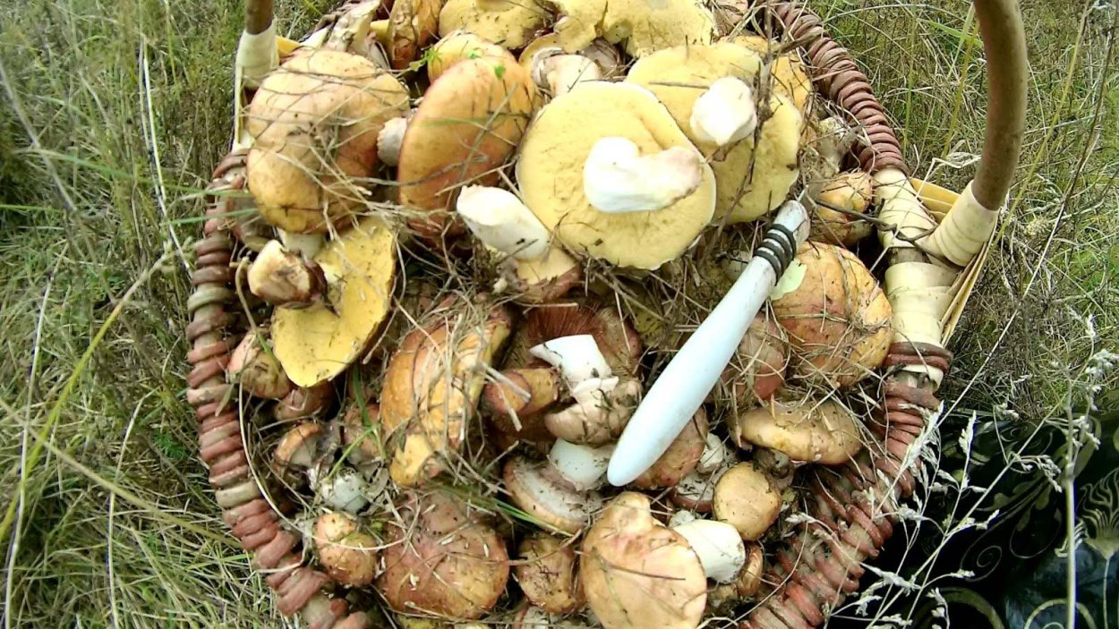 Собранные грибы